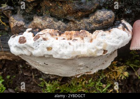 Südblattpilz (Ganoderma australe), der auf totem Holz wächst Stockfoto