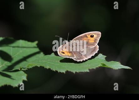 Wiese Brown Butterfly Weibchen - Maniola jurtina Stockfoto