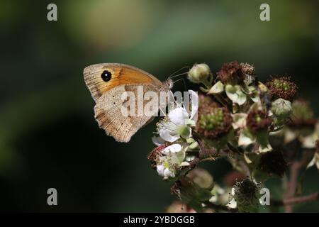 Wiese Brown Butterfly Weibchen - Maniola jurtina Stockfoto