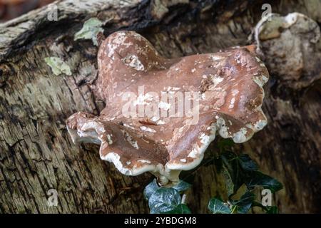 Birkenklammer-Pilz (Fomitopsis betulina, auch Birkenpolypore oder Rasierkrampe genannt) auf dem Stamm einer gefallenen Silberbirke, England, Großbritannien Stockfoto