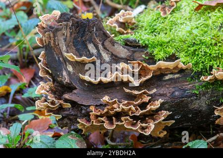 Behaarte Vorhangkruste (Stereum hirsutum) Pilze oder Pilze auf totem Holz im Wald, England, Großbritannien, im Herbst, auch als falscher putenschwanz bezeichnet Stockfoto