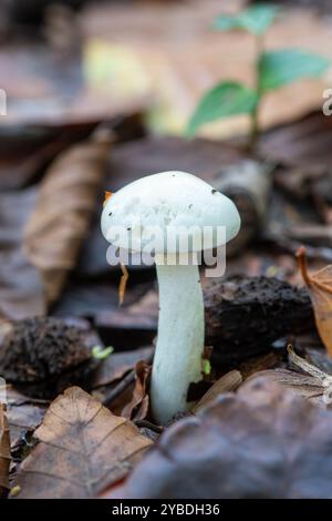 Elfenbein-Wachskappen-Pilz, auch Elfenbein-Wachspilz (Hygrophorus eburneus) genannt, im Herbst im Buchenwald in Surrey, England, Großbritannien Stockfoto