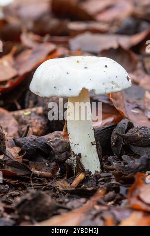 Elfenbein-Wachskappen-Pilz, auch Elfenbein-Wachspilz (Hygrophorus eburneus) genannt, im Herbst im Buchenwald in Surrey, England, Großbritannien Stockfoto