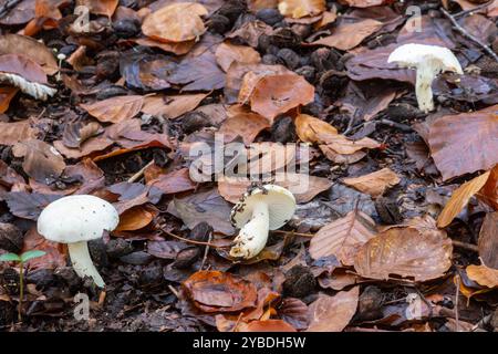 Elfenbein-Wachskappen-Pilze, auch Elfenbein-Wachspilz (Hygrophorus eburneus) genannt, im Herbst im Buchenwald in Surrey, England, Großbritannien Stockfoto