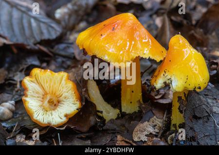 Schwärzende Wachskappe Hygrocybe conica Pilze Pilze Toadstools in Buchenwäldern in Surrey, England, Großbritannien, im Herbst Stockfoto