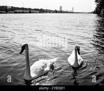 Weiße Schwäne auf der Neuen Donau, Wien Stockfoto