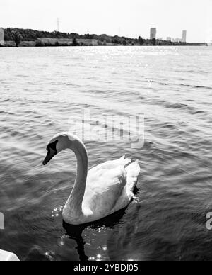 Weiße Schwäne auf der Neuen Donau, Wien Stockfoto