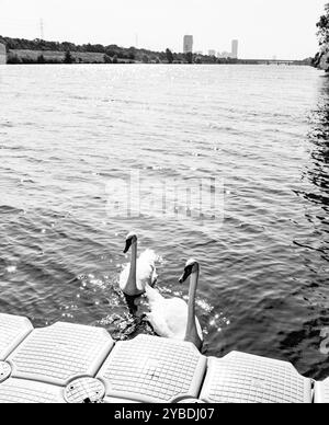 Weiße Schwäne auf der Neuen Donau, Wien Stockfoto