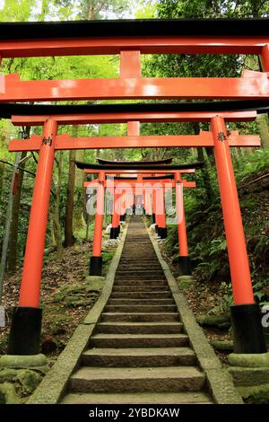 Pfad der roten Torii-Tore führt durch bewaldeten Bergpfad am Fushimi Inari Schrein, Kyoto, Japan Stockfoto