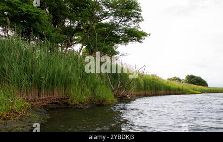 Üppiges Grün entlang eines ruhigen Ufers. Stockfoto