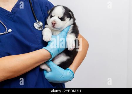 Tierarzt hält Huskywelpen in der Klinik Stockfoto