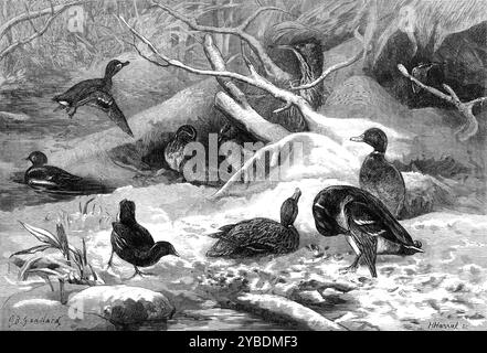 Die Monate: Januar 1871. "Tief im Schnee hat sich die Wildente eine Wiege gegraben... im Vordergrund, rechts, haben wir eine dreiköpfige Familie, deren Art besser bekannt ist als jede andere unserer Wildvögel. Sie sind Stockenten oder gewöhnliche Wildenten... der pert aussehende Vogel links ist das Moor-Huhn, das allen bekannt ist, die gerne am Ufer des Flusses lauern... die wunderschön markierten kleinen Vögel im Hintergrund sprechen gleichzeitig für Petrol. Ein fröhliches Los sind sie; einige tauchen und plätschern im Wasser oder drehen den dicken Schlamm auf ihrer Suche nach Insekten, während andere zusammen wabbern Stockfoto