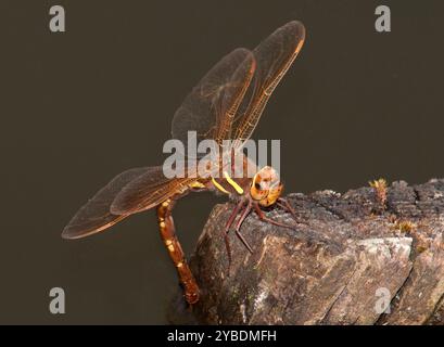 Eine weibliche Brown Hawker Libelle, Aeshna grandis, legt ihre Eier spät an einem Sommerabend. Nahaufnahme und gut fokussiert mit dunklem Hintergrund. Stockfoto