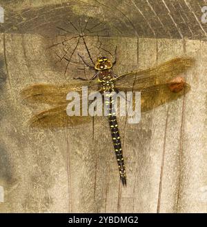 Eine weibliche, haarige Libelle, Brachytron pratense, die auf einem Zaunpfosten ruht. Ein gut fokussiertes Bild in voller Länge mit guten Nahaufnahmen. Stockfoto