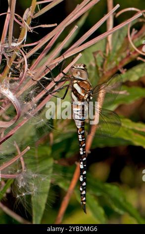 Eine Seitenansicht einer Migrant Hawker Dragonfly, Aeshna mixta, die von meiner Kamera völlig ungestört wurde. Gut fokussiert und aus nächster Nähe. Stockfoto