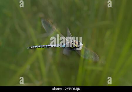 Ein sehr gut fokussierter männlicher Migrant Hawker Dragonfly, Aeshna mixta, der über einen Teich fliegt. Sie sucht entweder nach einem Partner oder nach Essen. Eine Seitenansicht. Stockfoto