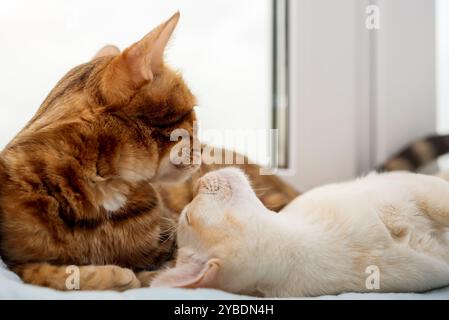 Eine bengalische Katze und ein burmesisches Kätzchen liegen nebeneinander. Zwei Katzen ruhen am Fenster. Stockfoto