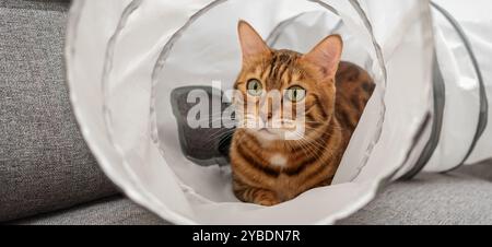 Bengalische Katze in einem Katzentunnel. Katze und Zubehör für die Freizeit der Katze. Stockfoto