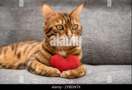 Bengalische Katze mit rotem Plüschherz. Lieblingskatze wünscht dir einen glücklichen Valentinstag. Stockfoto