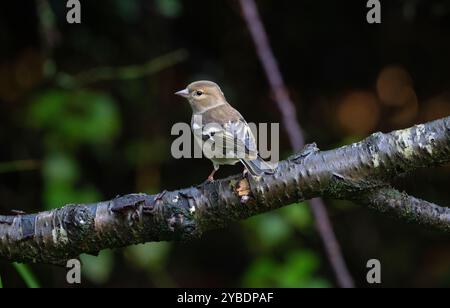 Weibliche Buchfink (Fringilla coelebs) Stockfoto