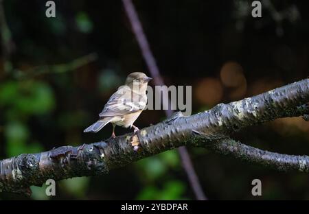 Weibliche Buchfink (Fringilla coelebs) Stockfoto