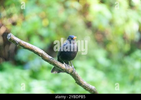 Männliche Amsel (Turdus merula), fotografiert im Herbst Stockfoto