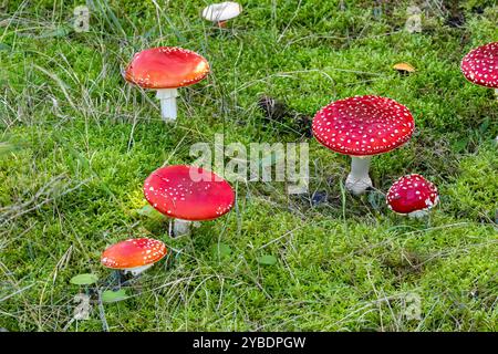 Nahaufnahme einer frischen, hellroten Gruppe von Fliegenpilzen, Amanita muscaria, mit Sternmoosunterholz Stockfoto