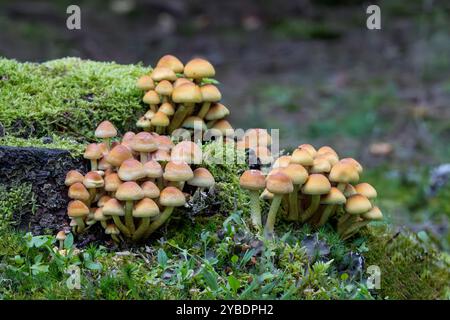 Nahaufnahme einer Gruppe von gemeinem Schwefel, Hypholoma fasciculare, die auf einem toten, verfaulten Baumstumpf wächst, umgeben von grünem Schwanenhals-Thymian-Moos gegen Stockfoto