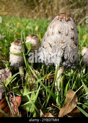 Shaggy Mane Pilze (Coprinus comatus) wachsen im Gras in Smithers, British Columbia, und zeigen ihre einzigartige Textur und natürliche herbstliche Schönheit Stockfoto