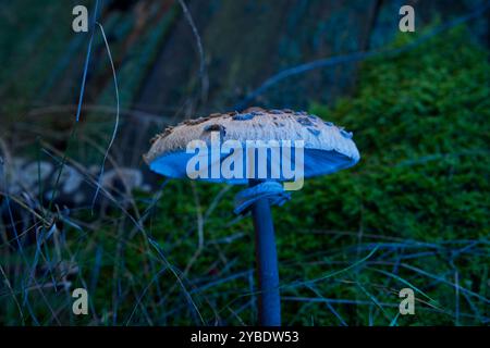 Ein Pilz auf moosigem Boden. Stockfoto