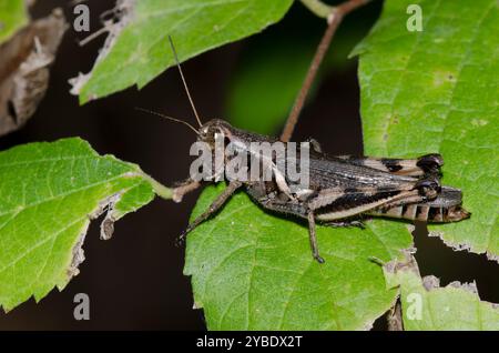 Keelers Spur-Hals-Grasshopper, Melanoplus keeleri, weiblich Stockfoto