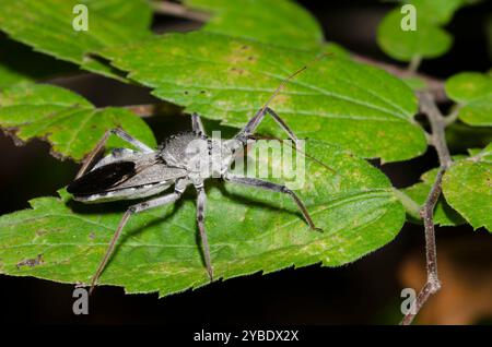 Rad Bug, Arilus cristatus Stockfoto