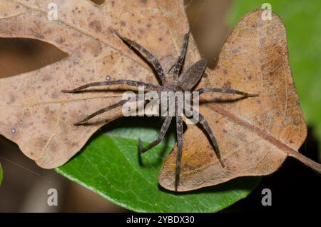 Baumschule Web Spider, Pisaurina Mira Stockfoto