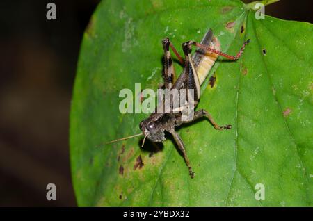 Der keeler Sporn - Kehle Heuschrecke, Melanoplus keeleri, männlich Stockfoto