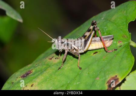 Der keeler Sporn - Kehle Heuschrecke, Melanoplus keeleri, männlich Stockfoto