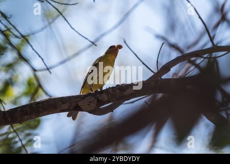 Oriole (Icterus pustulatus), die in einem Baum in der Nähe von Sumidero im mexikanischen Bundesstaat Chiapas thront Stockfoto