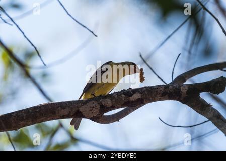 Oriole (Icterus pustulatus), die in einem Baum in der Nähe von Sumidero im mexikanischen Bundesstaat Chiapas thront Stockfoto