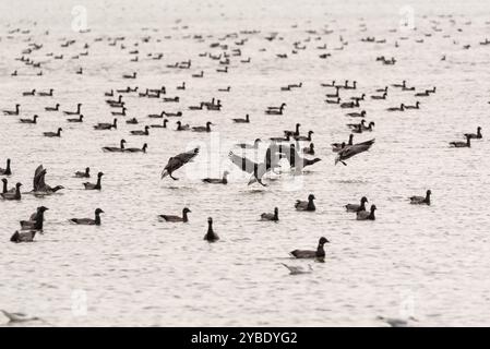 Herde von anlandenden und schwimmenden Brent-Gänsen (Branta bernicla) in Leigh on Sea, Essex Stockfoto