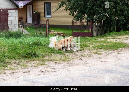 Zwei lebhafte Hunde spielen fröhlich im üppigen grünen Gras, direkt vor einem charmanten Haus, das eine schöne Aussicht hat Stockfoto