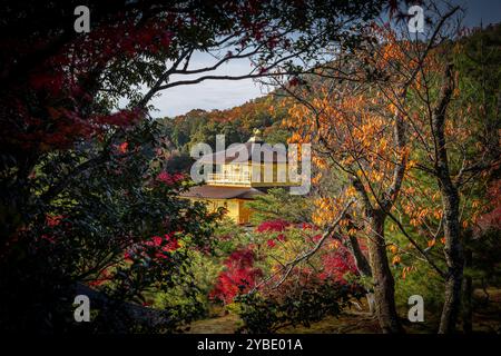 Kinkaku-JI Tempel umgeben von lebhaften Herbstfarben in kyoto, japan Stockfoto