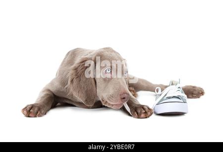 Drei Monate alter Weimaraner-Welpe, der die Spitze eines Schuhs kaut, isoliert auf weiß Stockfoto