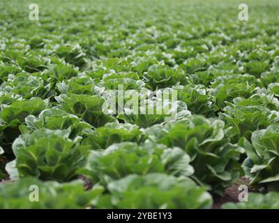 Lebhaftes grüner Salatfeld im fruchtbaren Bekaa Valley, Libanon Stockfoto