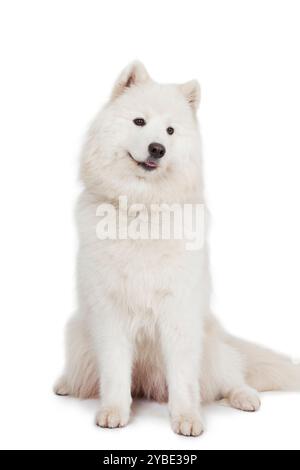 Studio-Aufnahme eines wunderschönen Samoyden-Hundes. Isoliert auf weißem Hintergrund Stockfoto