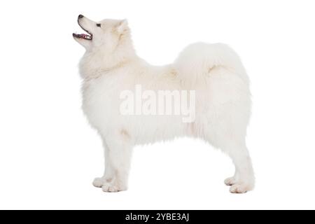 Samoiden Hund. Isoliert auf weißem Hintergrund Stockfoto