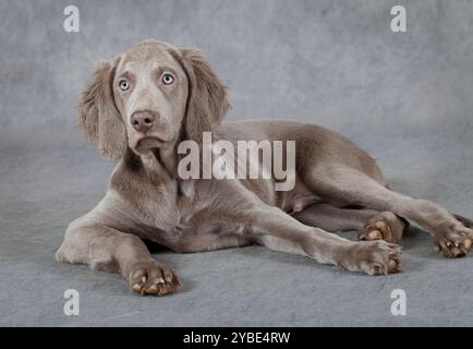 Porträt eines Weimaraner-Welpen, drei Monate alt, vor grauem Hintergrund liegend Stockfoto