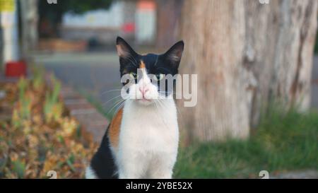 Eine Katze liegt auf einem Ziegelvorsprung. Die Katze ist weiß und schwarz. Die Katze liegt auf dem Felsvorsprung mit den Pfoten auf dem Boden. Stockfoto