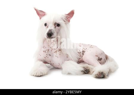 Studio-Aufnahme eines reinrassigen haarlosen chinesischen Haubenhundes, isoliert auf weiß Stockfoto