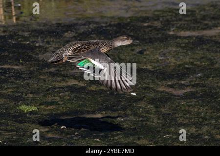 Eurasian Teal (Anas crecca) Norfolk September 2024 Stockfoto