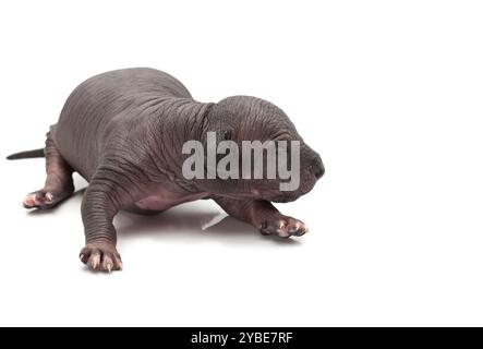 Ein Woche alter Xoloitzcuintle Welpe. Studio auf weißem Hintergrund Stockfoto