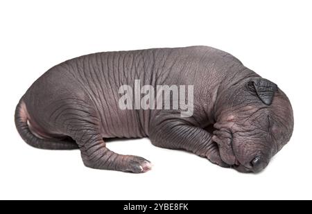 Eine Woche alter, haarloser Xoloitzcuintle Welpe schläft Stockfoto